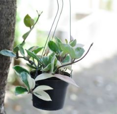 Hoya